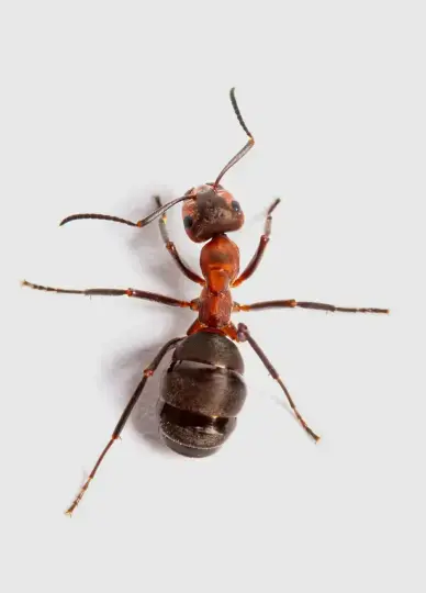 ant